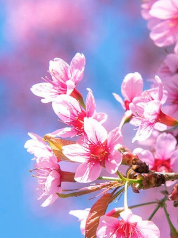 Le printemps, ce n'est pas que Vivaldi !